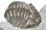 Enrolled Eldredgeops Trilobite Fossil - Ohio #224925-3